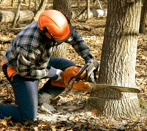 Tree Removal in Caldwell, WV